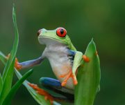 Costa-Rica-grenouille