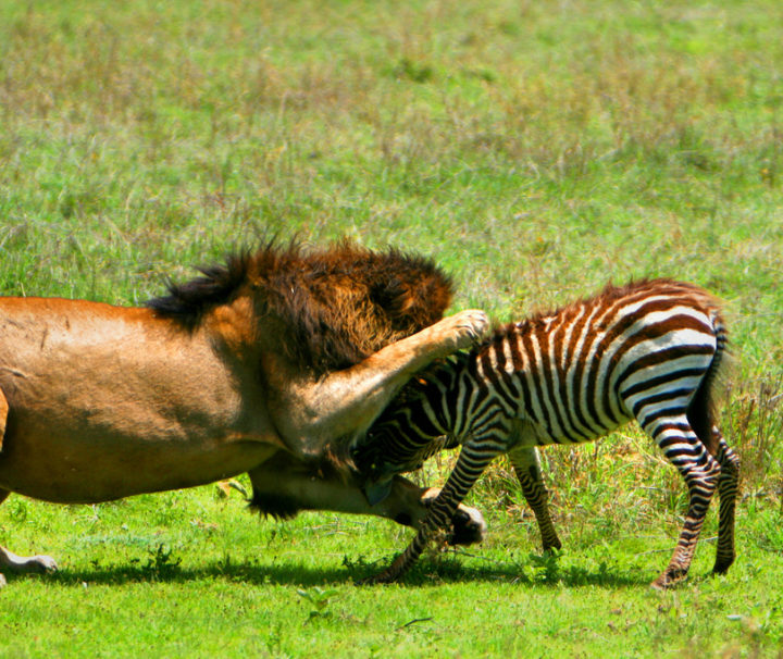 King of the jungle in action see this with latitude africa 1