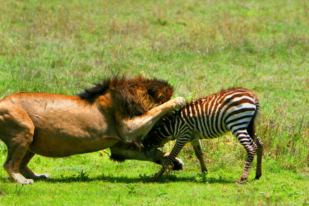 King of the jungle in action see this with latitude africa 1